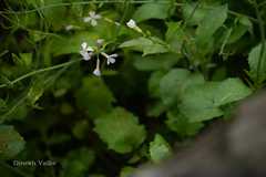 Raphanus sativus